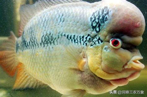 小羅漢魚|羅漢魚飼養方法及注意要點 – 寵物百科